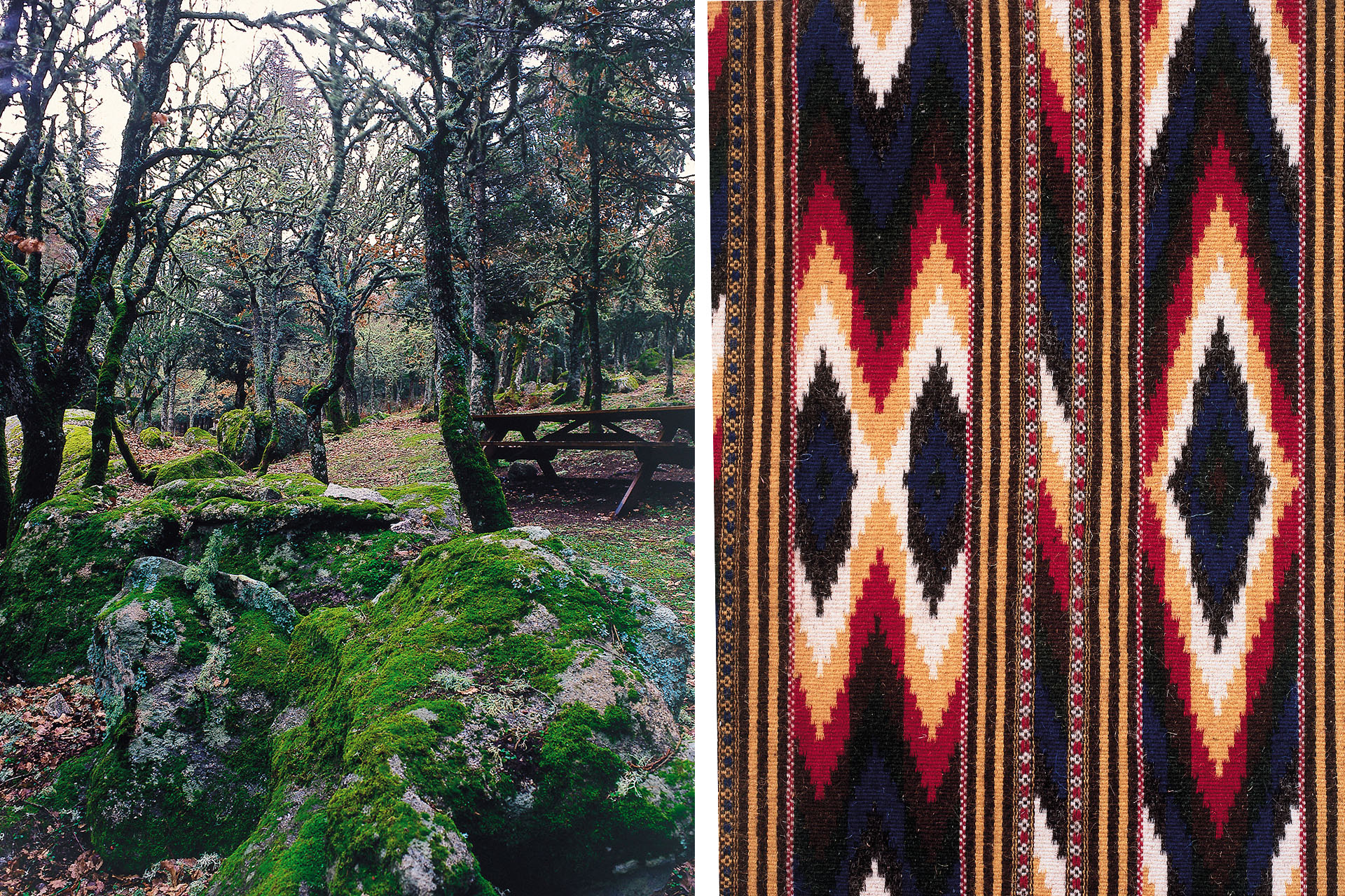 Foresta Burgos e tappeto di Nule